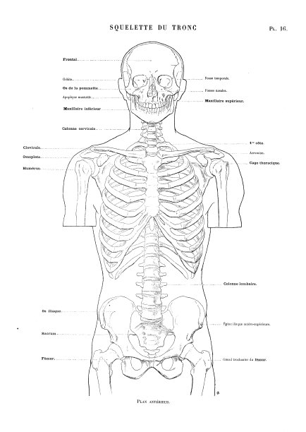 人体解剖学插图来自古董法国艺术书籍:躯干骨前面图片下载