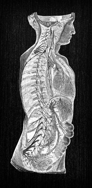 人体解剖神经系统的古董插图图片下载