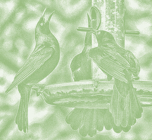 鸟类在喂鸟器争夺食物图片下载