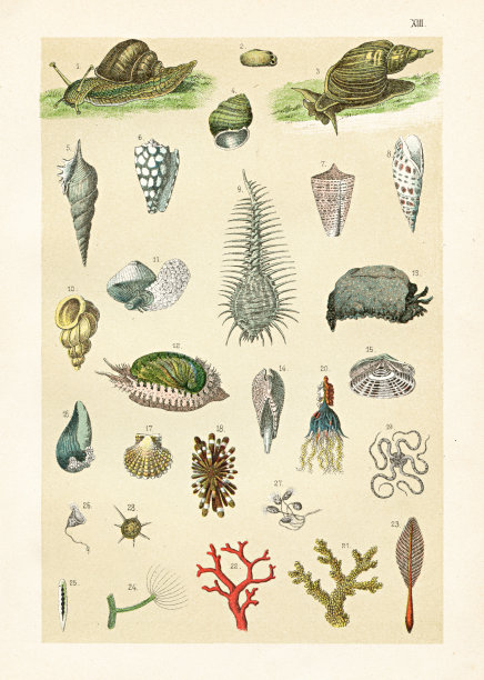 大理石圆锥体，鲍鱼，珊瑚，贝壳，扇贝插图1899图片下载