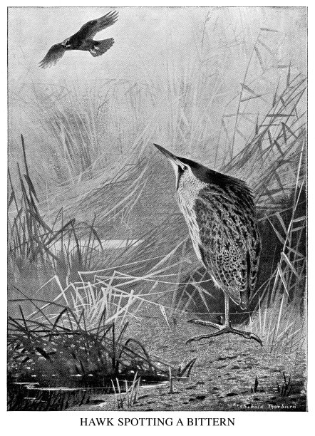 老鹰发现一只鹭鸶图片下载