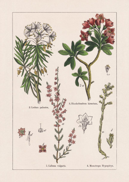 Magnoliids, Asterids, chromolithography，出版于1895年图片下载