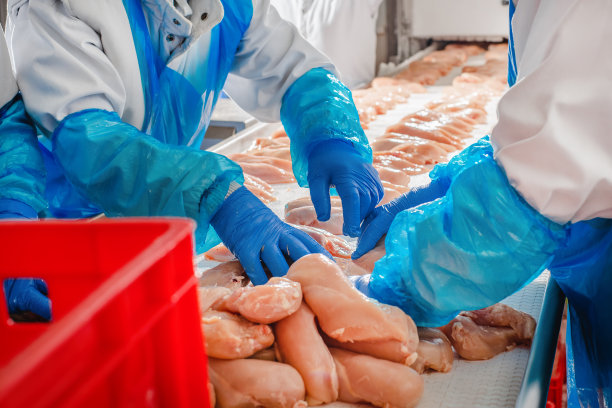 食品厂传送带生产线上的鸡胸肉图片下载