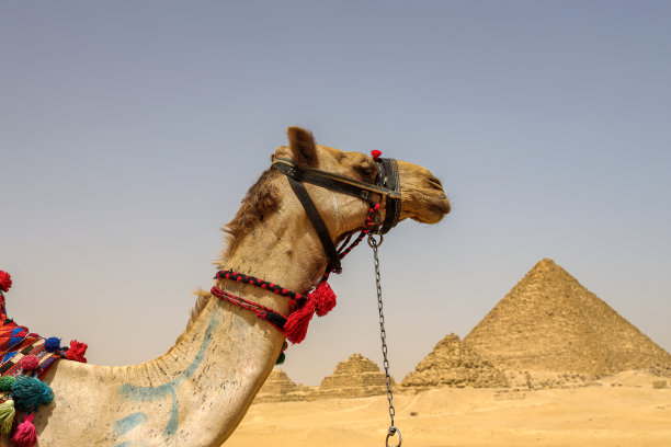 在埃及开罗，骆驼躺在吉萨金字塔前的沙漠中图片下载