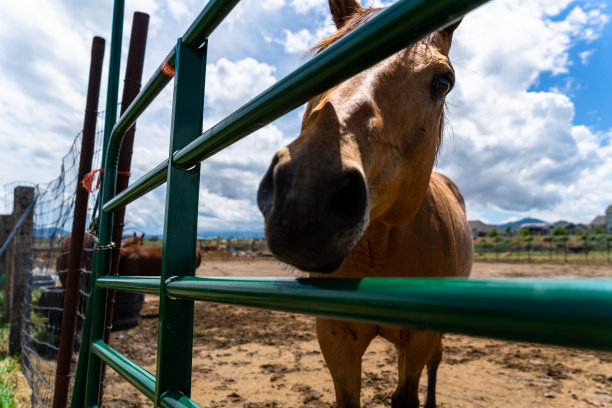 安静的马住在一个封闭的围栏里，那里有一捆捆的干草和一个水槽，确保它们的营养和水分。图片下载