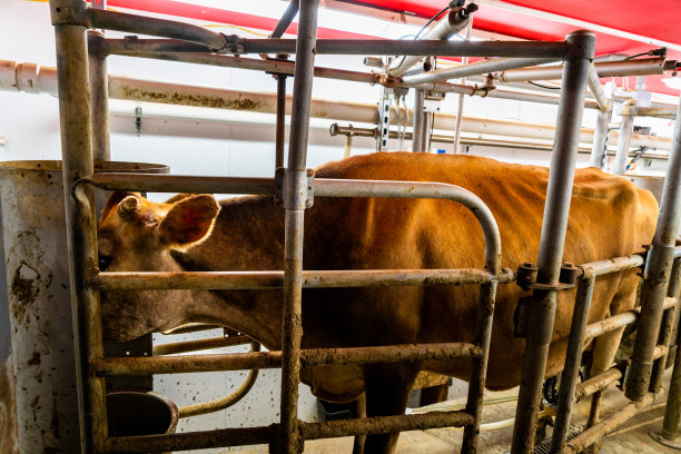 在他的小有机奶牛场里，一个四十多岁、身材修长、勤奋的奶农管理着挤奶过程。图片下载