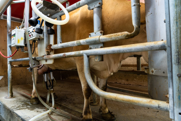 在他的小型有机奶场宁静的环境中，一个40多岁的高大修长的奶农，穿着白色t恤和牛仔裤，高效地操作着自动挤奶机。满足的奶牛急切地跑进狭窄的挤奶室。图片下载