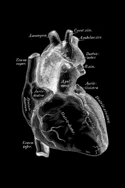 心脏和大血管图片下载