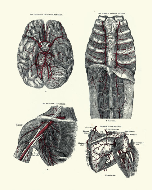 解剖学，动脉，颅底，乳房，腋窝，肩膀，维多利亚解剖学图片下载