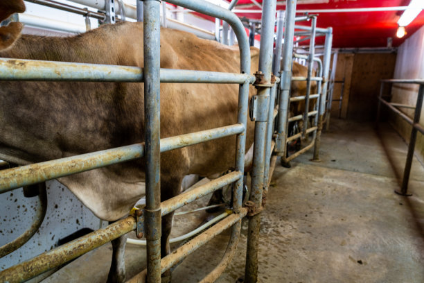一个40多岁的奶农在经营自己的小型有机奶场时，熟练地使用自动挤奶机。奶牛们高兴地走进了狭窄的挤奶室，他那黝黑而灰白的头发反映了他辛勤的工作。图片下载