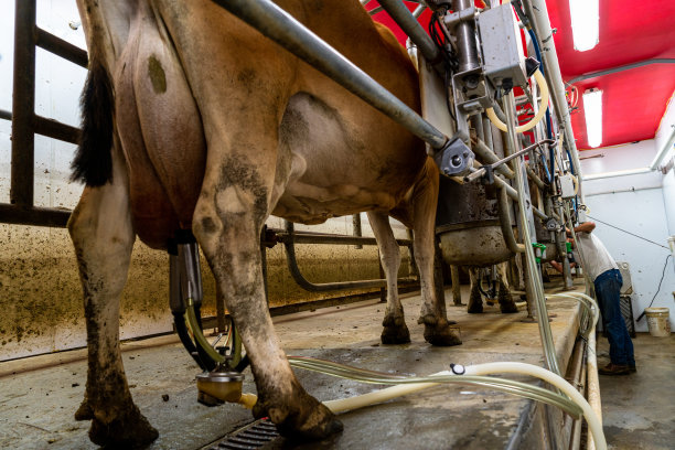 一个身材修长、穿着白色t恤和牛仔裤的奶农，管理着他的小型有机奶场。在自动挤奶机的帮助下，奶牛们心满意足地小跑着，急切地等待着轮到它们，而勤劳的农民则在狭窄的挤奶房里不知疲倦地工作。图片下载
