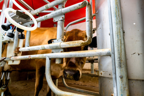 一个专注的奶农，四十多岁，又高又瘦，监督着他的小型有机奶场。他穿着白色t恤和牛仔裤，高效地使用自动挤奶机，奶牛欢快地跑进狭窄的挤奶室。图片下载