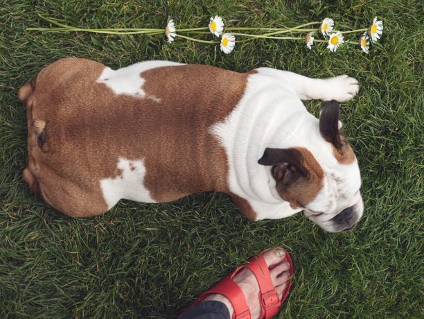 斗牛犬和雏菊图片下载