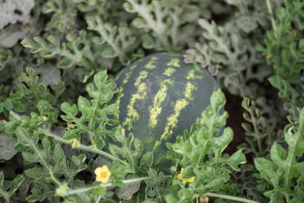 田地里的西瓜图片下载