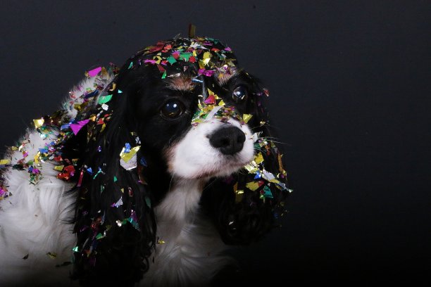 在一个黑色的工作室里，一只骑士查尔斯国王猎犬的三色头部肖像，头上有五颜六色的闪闪发光的彩纸，看着相机图片下载