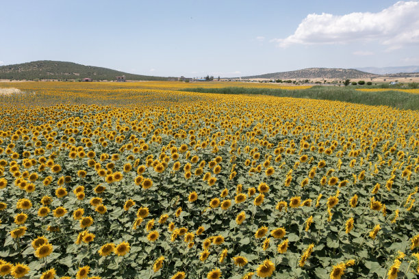 夏季向日葵盛开的鸟瞰图。图片下载