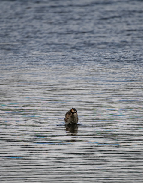 大凤头grebe图片下载