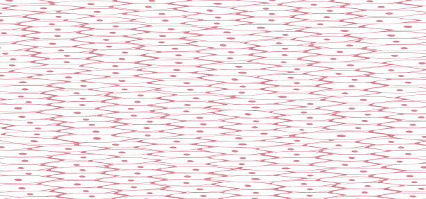 平滑肌组织图片下载