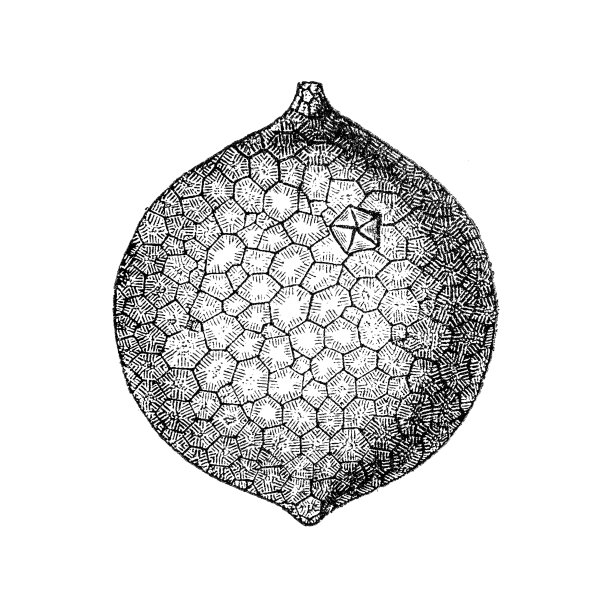 棘球动物是一种rhombiferan囊状棘皮动物，生活在北美和欧洲早中奥陶世图片下载