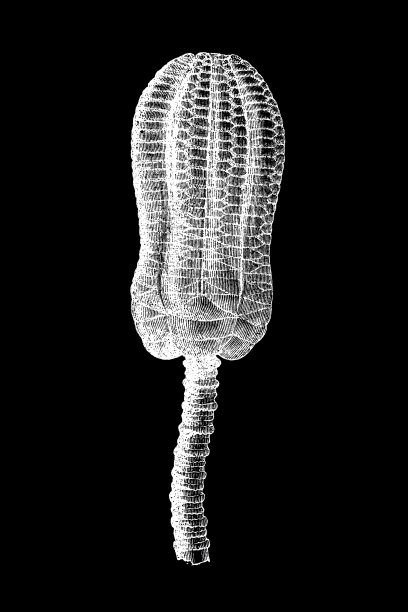 三叠纪。百合属是一种已灭绝的化石属图片下载