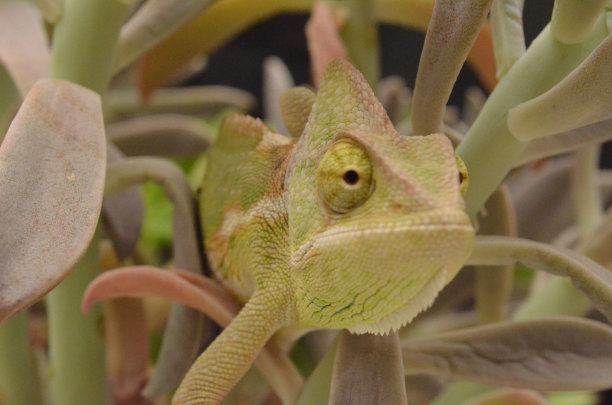 自然植物中美丽多彩的幼年雌性变色龙图片下载
