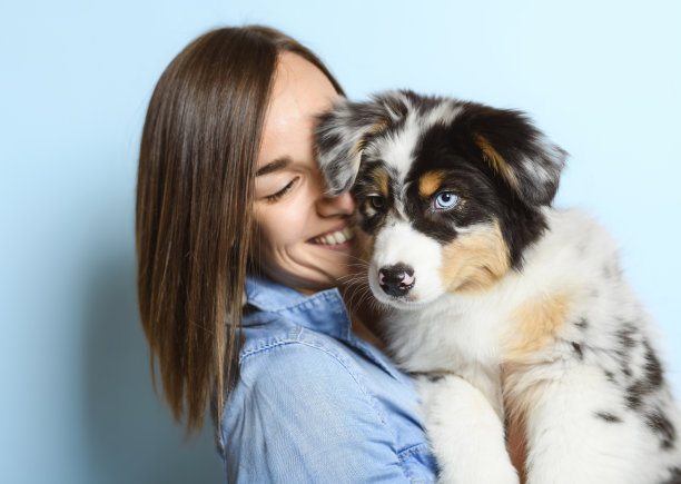 英俊的女性与她的澳大利亚伯杰小狗在工作室蓝色的背景图片下载