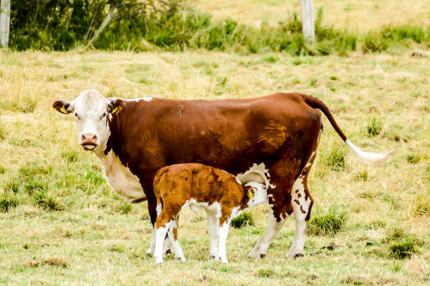 牛和小牛，产于瑞典，斯堪的纳维亚和北欧图片下载