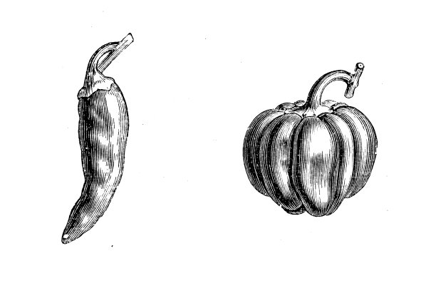 植物学植物古版画插图:辣椒图片下载
