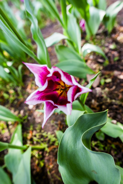 2023 04 09 Park Sigurta Tulipa generiana 1图片下载