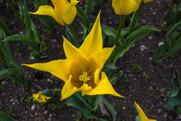 西尔维斯特公园2023 04 09图片下载