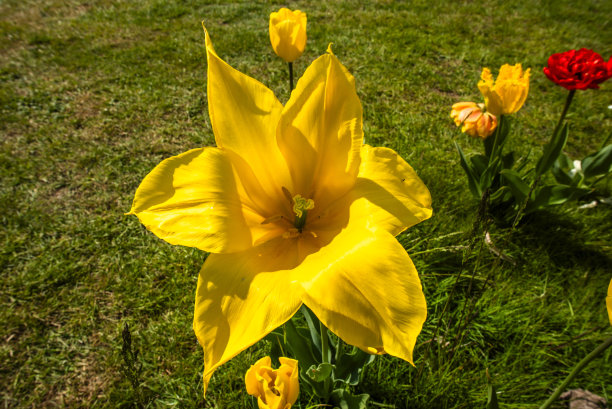 2023 04 09 Park Sigurta Tulipa generiana 21图片下载