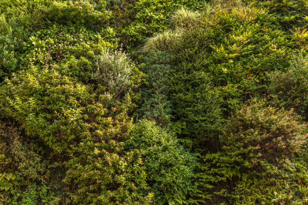 绿色的墙图片下载