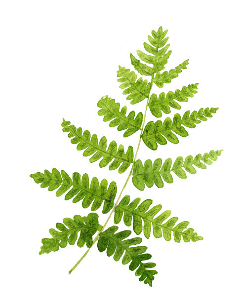 水彩绿蕨叶图片下载