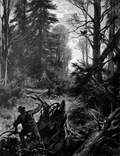 在黑暗的森林里猎鸭的场景图片下载