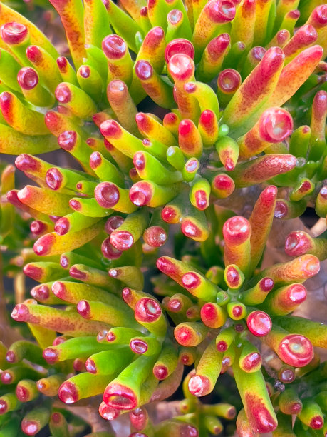 玉质多肉植物图片下载