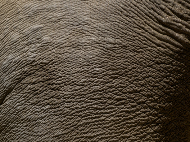 特写的皱纹和肮脏的大象皮肤图片下载