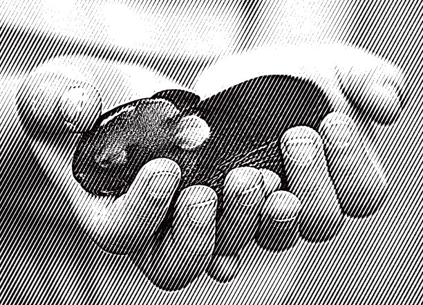 抱着刚出生的小兔子图片下载