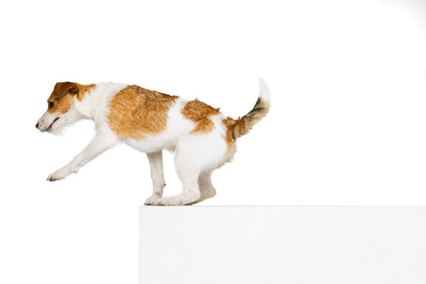 可爱的短毛杰克罗素梗狗的肖像孤立的白色背景。动物、品种、兽医、保健的概念图片下载