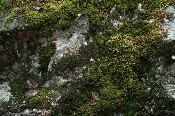 岩石表面的湿苔藓图片下载