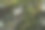 岩石表面的湿苔藓图片下载