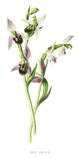 蜜蜂兰花图片下载