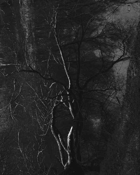 黑暗阴郁的森林，黑白相间，黑色金属森林，冬季景观图片下载