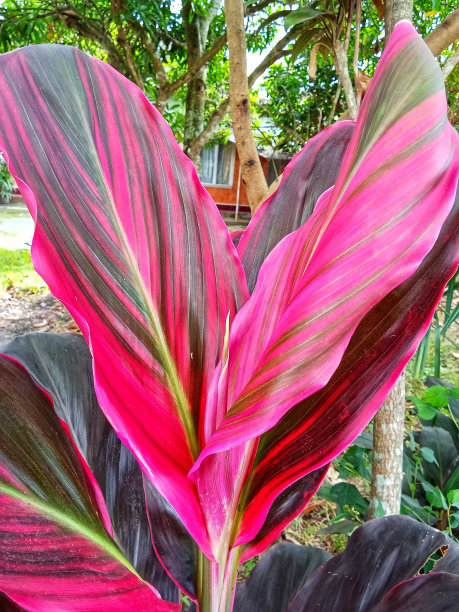 Cordyline后图片下载