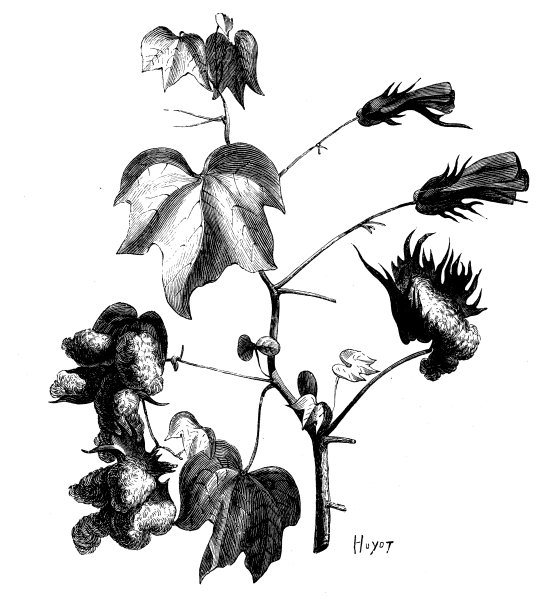 古玩插画，植物学:棉花植物图片下载