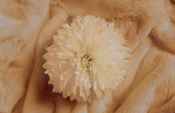 最小的花的背景。单朵菊花在蓬松的折叠格纹上。波希米亚式的美学风格。色调图像，乌贼滤镜，软焦点图片下载