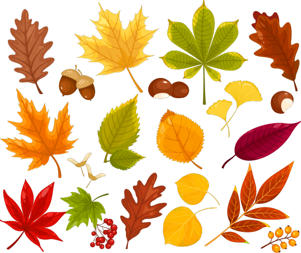五彩缤纷的秋天秋天的树叶和浆果图片下载