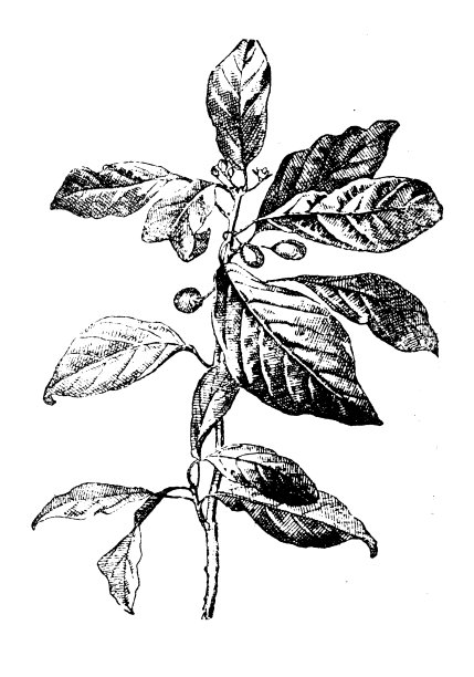 古董插图:紫檀、桤木、鼠李图片下载