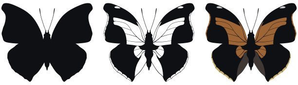 蝴蝶在白色背景矢量插图。有三种版本，黑色形状，黑白和彩色图片下载