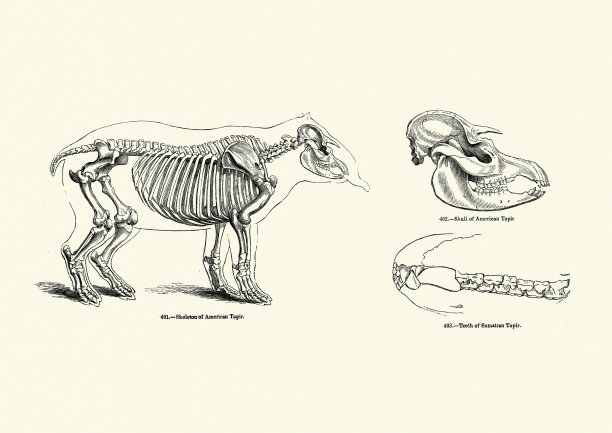 南美洲貘的骨骼和头骨(貘)图片下载