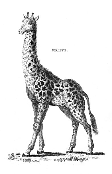 长颈鹿雕刻1809图片下载